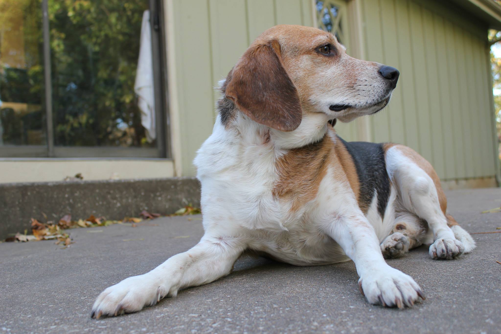 Ford the Beagle Alert on a Patio in the Fall in Kansas City