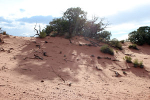 Desert Brush at Dead Horse Point State Park in Utah