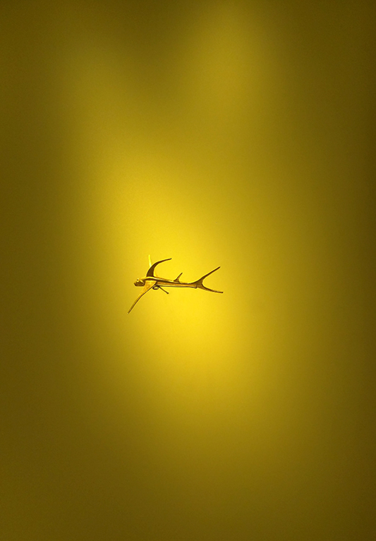 Gold Flying Fish - Museo del Oro - Bogotá, Colombia