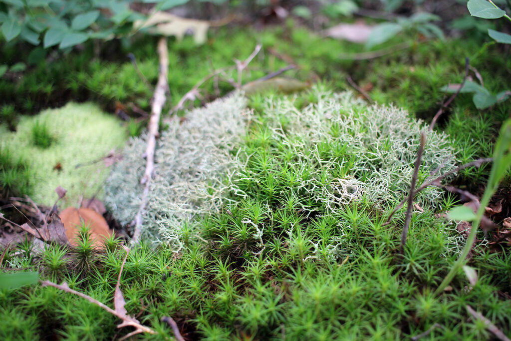 Moss on the Ozark Highlands Trail