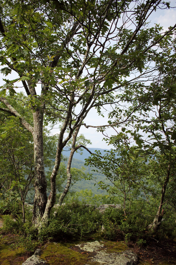 Trees on the Ozark Highlands Trail