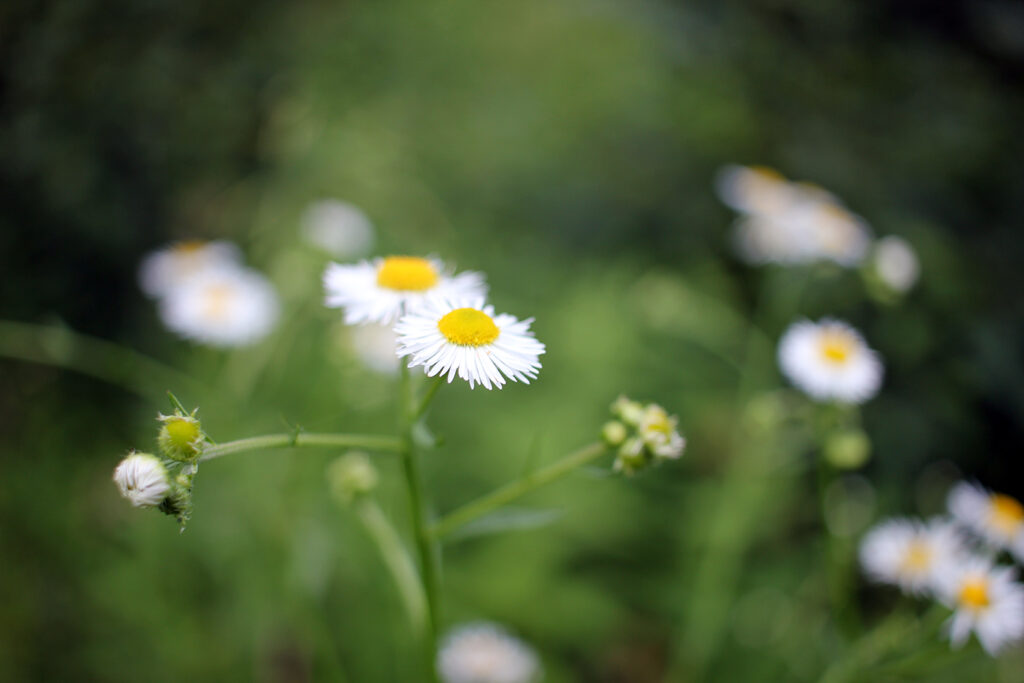 Wildflowers at White Rock Mountain, Arkansas