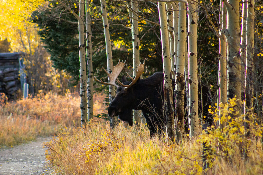 Male Bull Moose Emerging from Aspens at Golden Gate Canyon State Park in Colorado