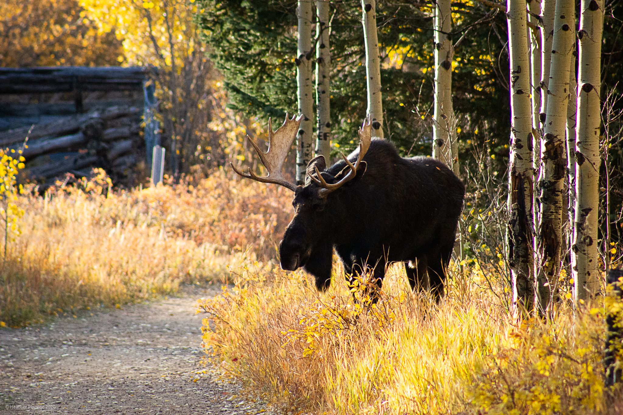 Male Bull Moose in Rut Season at Golden Gate Canyon State Park in Colorado