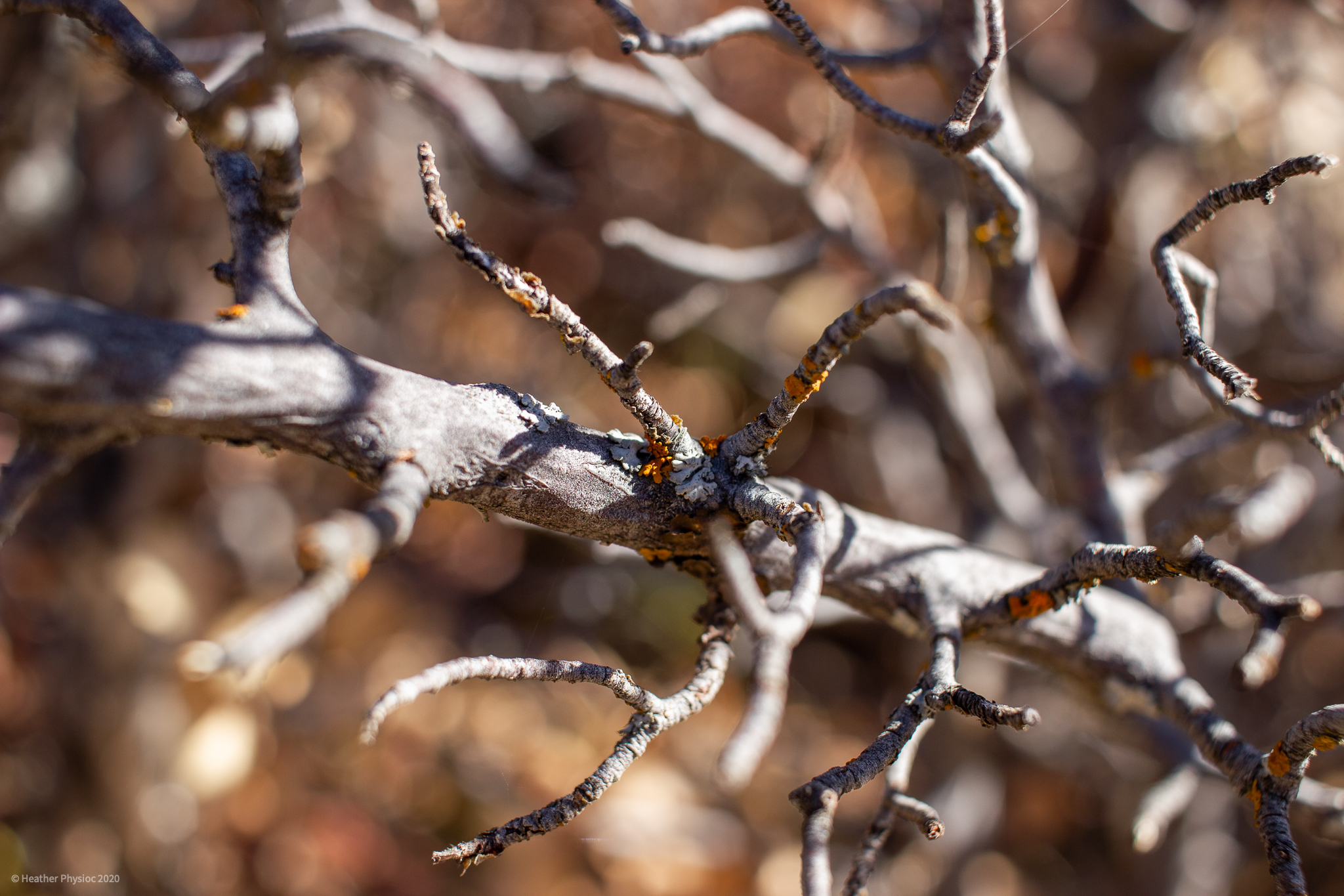 Lichens and Branches at Black Canyon of the Gunnison National Park