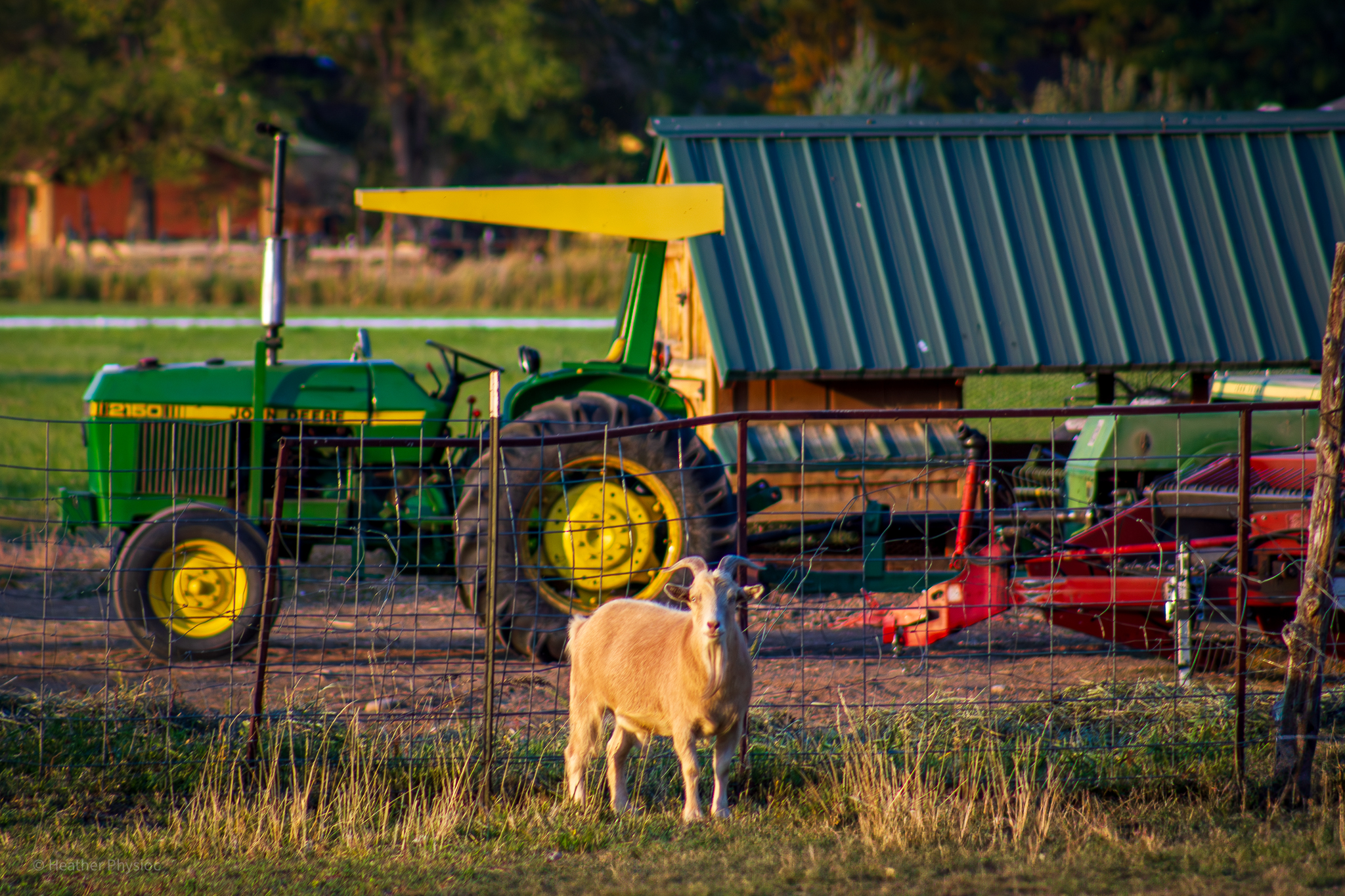 A goat in golden light standing in front of a bright green and yellow John Deere tractor next to red farm equipment on a goat farm in Montrose, Colorado