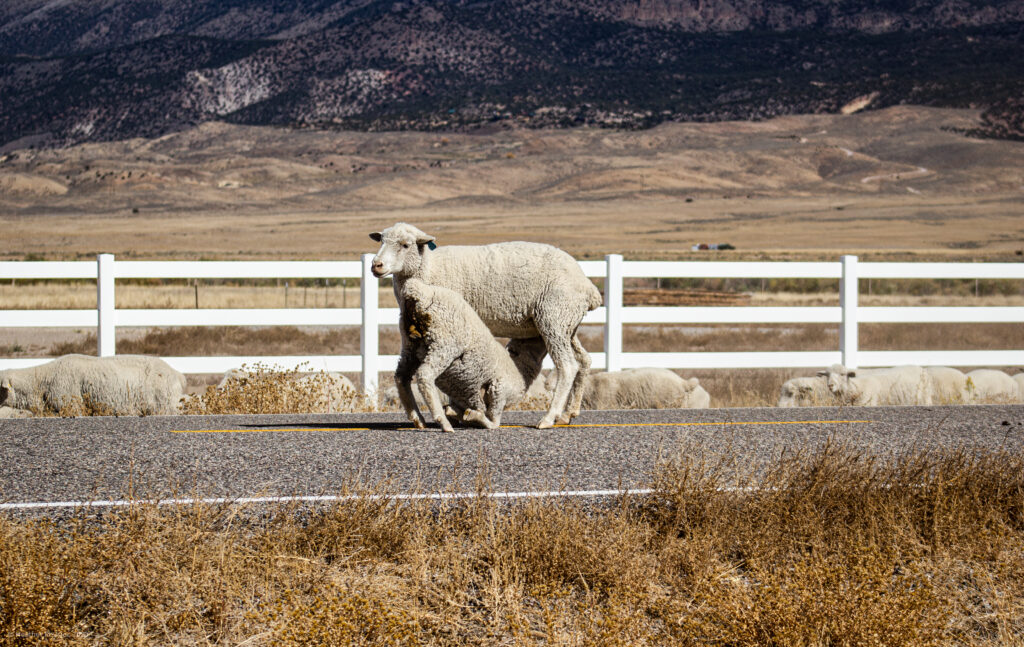 Ewe & Lamb Nursing During Sheep Flock Migration in Antimony, Utah