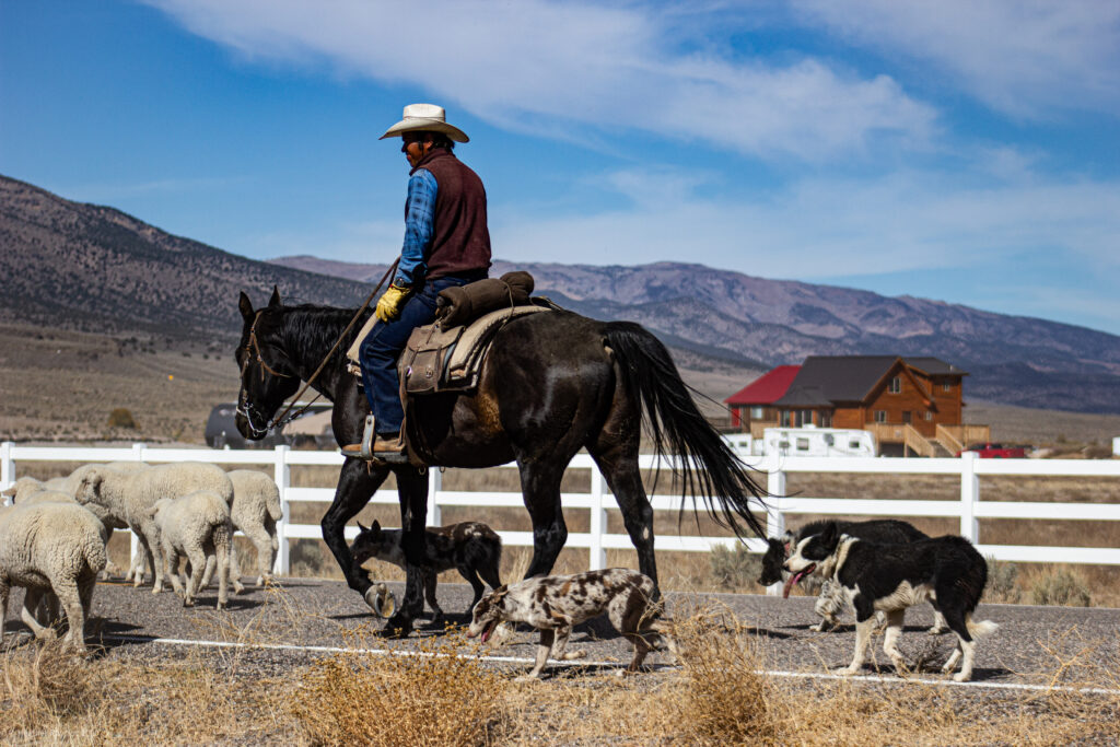 Cowboys & Dogs Herding Sheep in Antimony, Utah