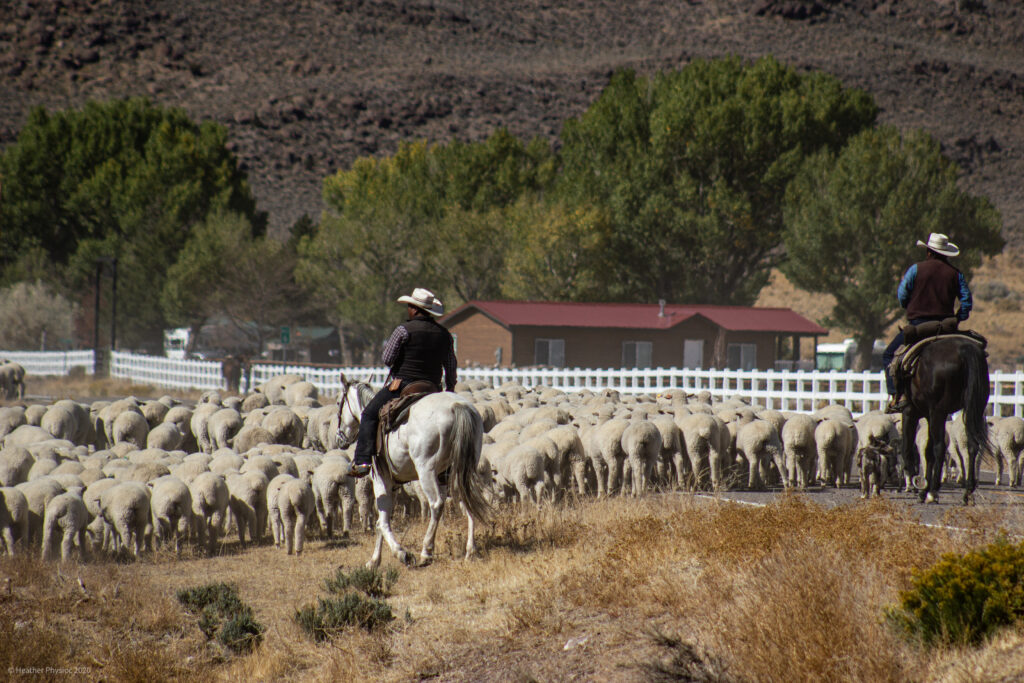 Cowboys Herding Sheep in Antimony, Utah