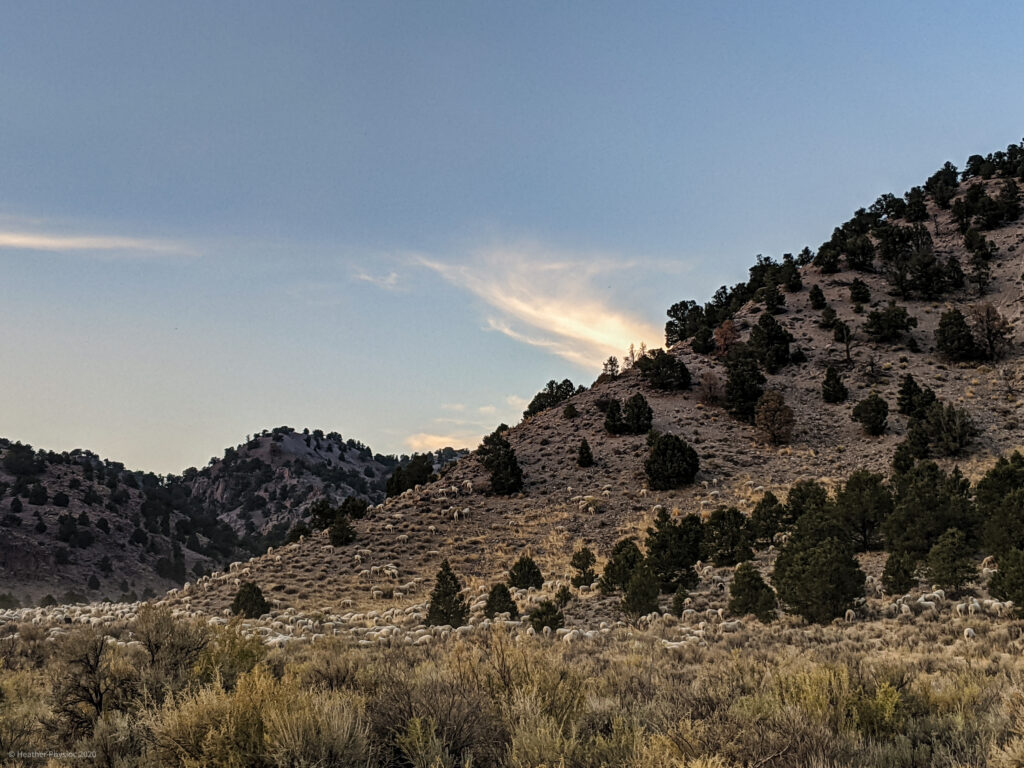 Sheep in the Mountains in Antimony, Utah