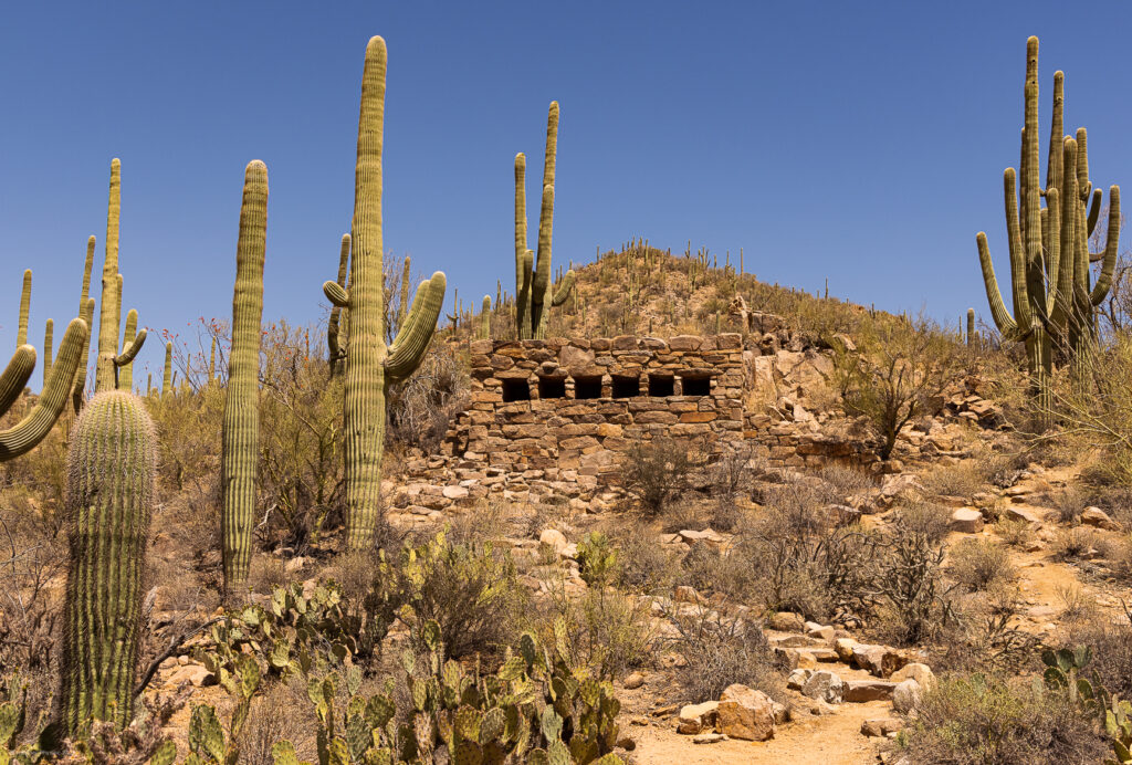Cactus Forest & Stone Structure on Hills of Saguaro National Park in Tucson, Arizona