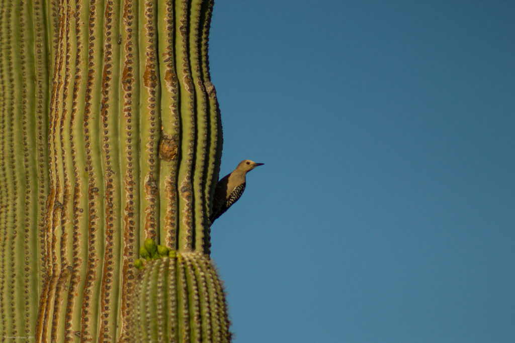 Female Gila Woodpecker Perched on Saguaro Cactus in Sonoran Desert, Arizona at Sunrise