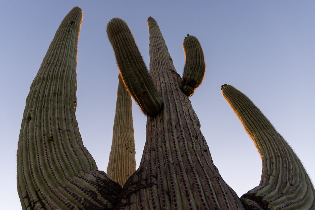 Giant Saguaro Cactus Arms in Sonoran Desert, Tucson, Arizona