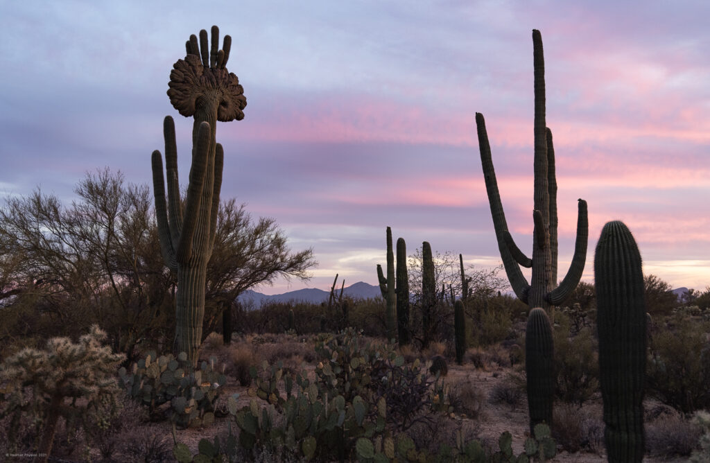 Crested Saguaro Prickly Pear & Cholla Cactus at Sunset in Sonoran Desert Arizona