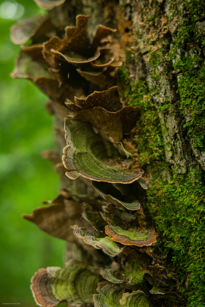 Mossy Maze Polypore Tree Fungus on Knobstone Trail in Indiana