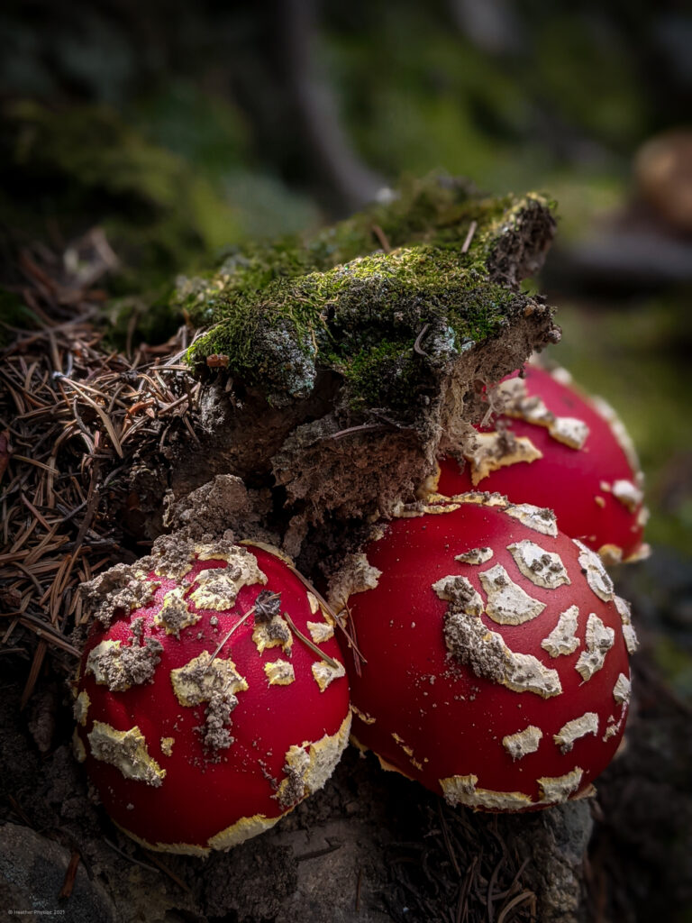 Poisonous Amanita Muscaria Mushrooms on Huron Peak in Colorado