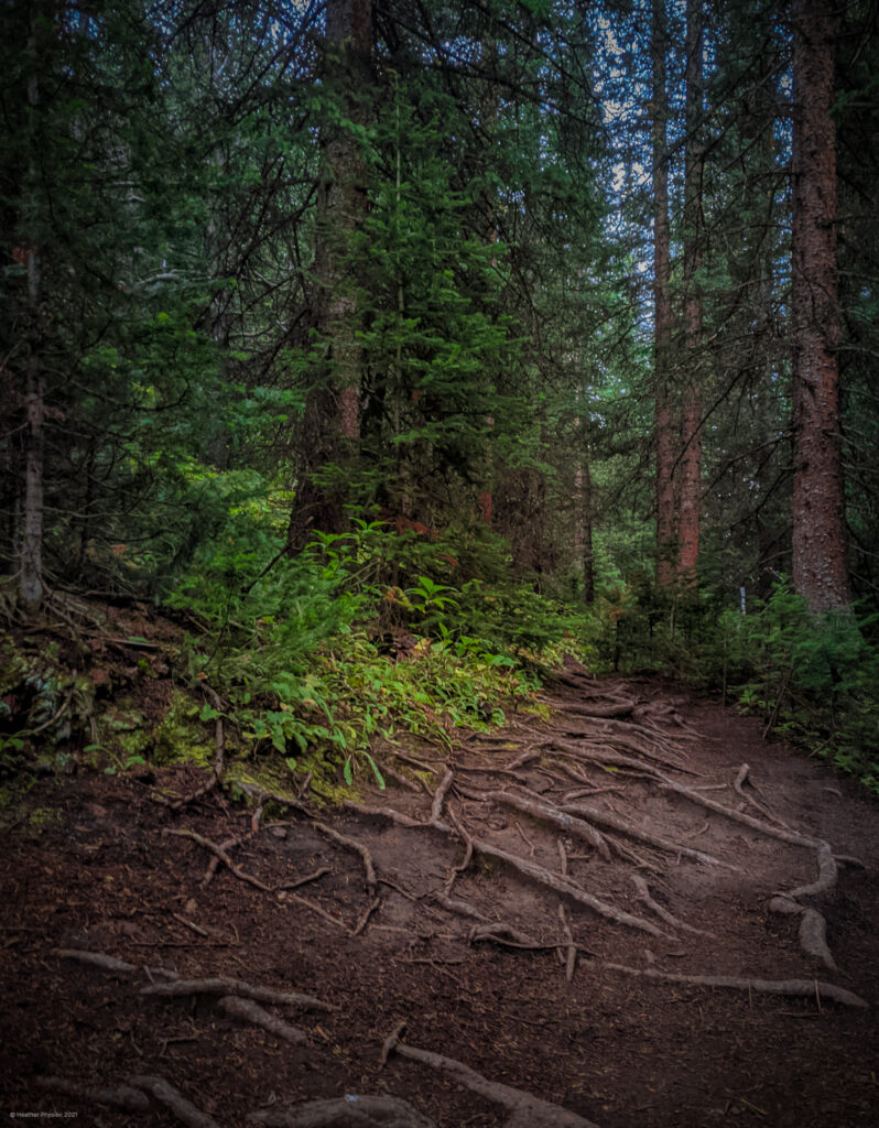 Tree Roots on the Trail to Huron Peak, a Colorado 14er
