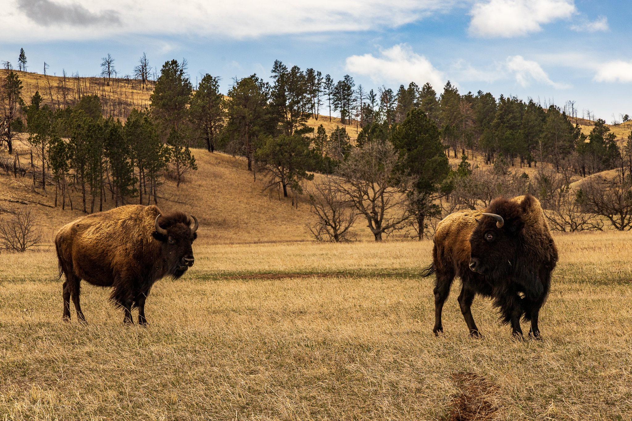 Pair of blains bison in Custer State Park in South Dakota