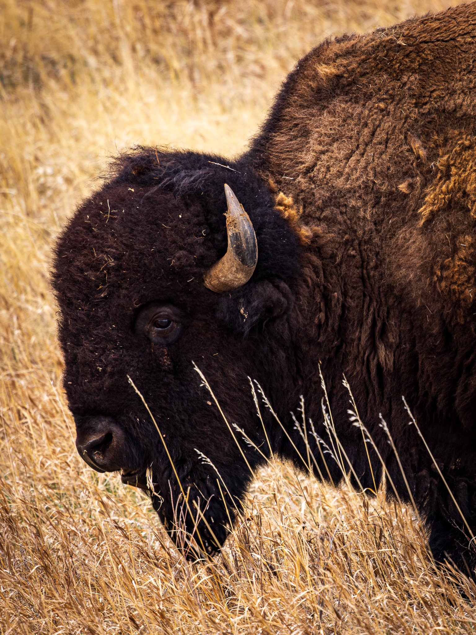 Side profile of a plains bison at Custer State Park in the Black Hills of South Dakota