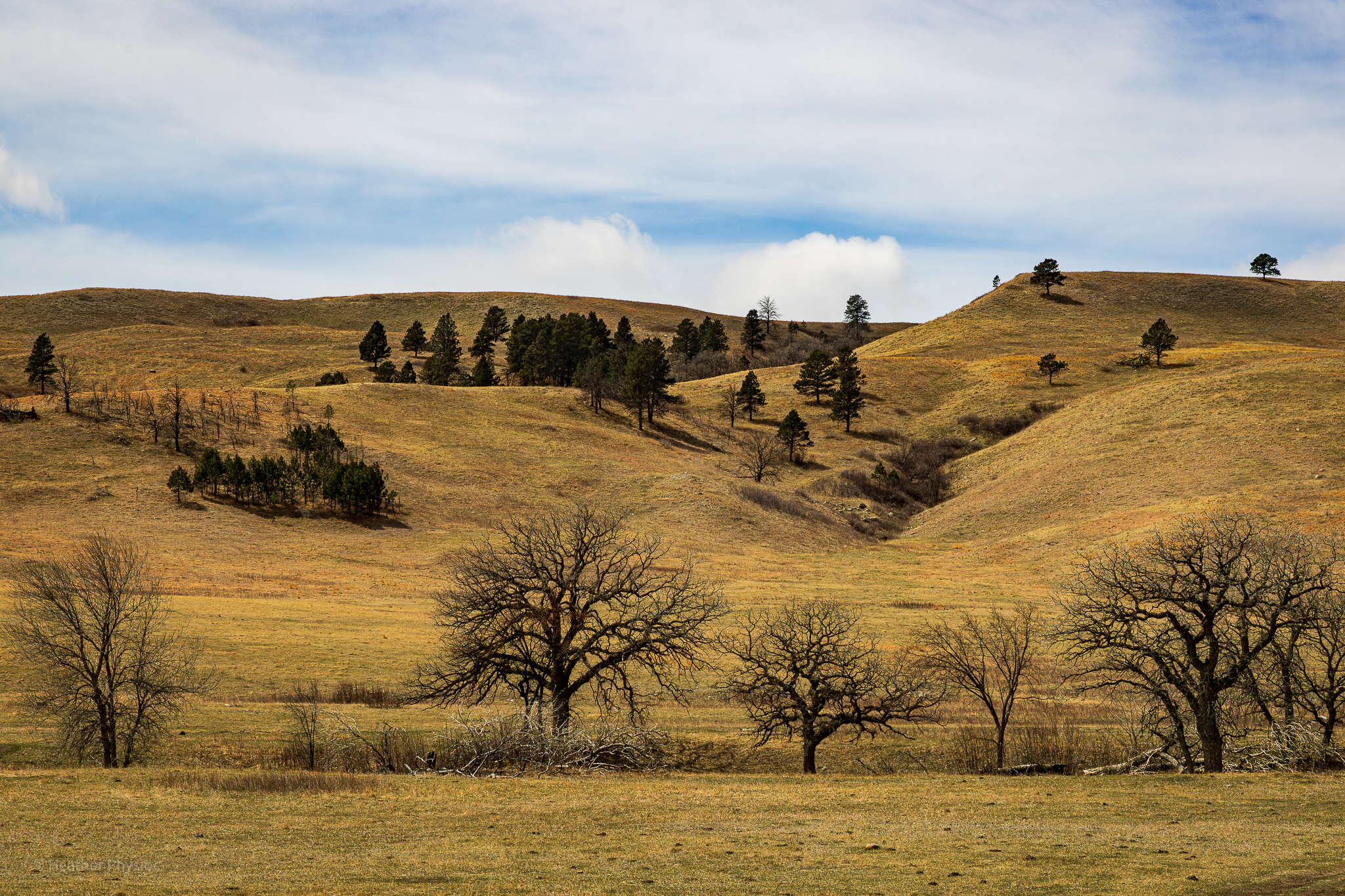 Springtime stick season at Custer State Park near Rapid City, South Dakota
