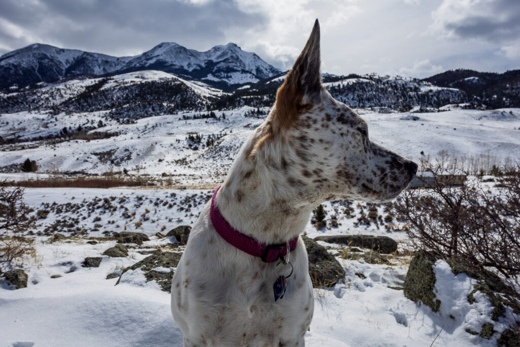 Australian Cattle Dog in Snowy Paradise Valley, Montana in front of the Absaroka Mountain Range