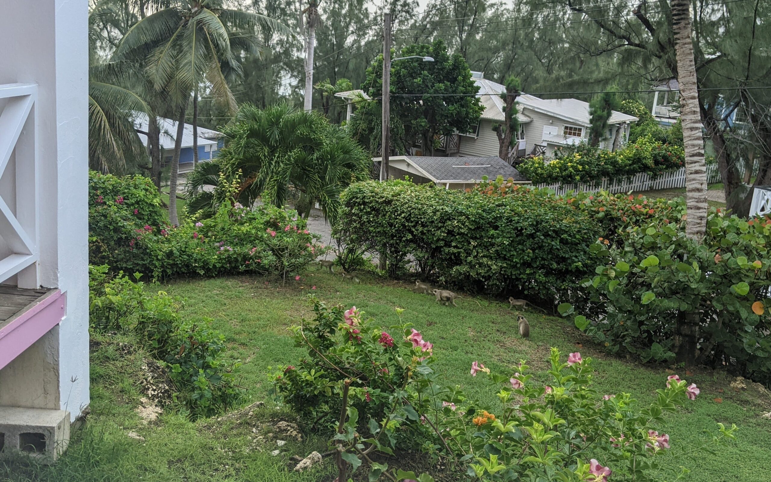 The tail end of a troop of green velvet monkeys sneaking through a yard in Cattlewash, Barbados - photo by Heather Physioc
