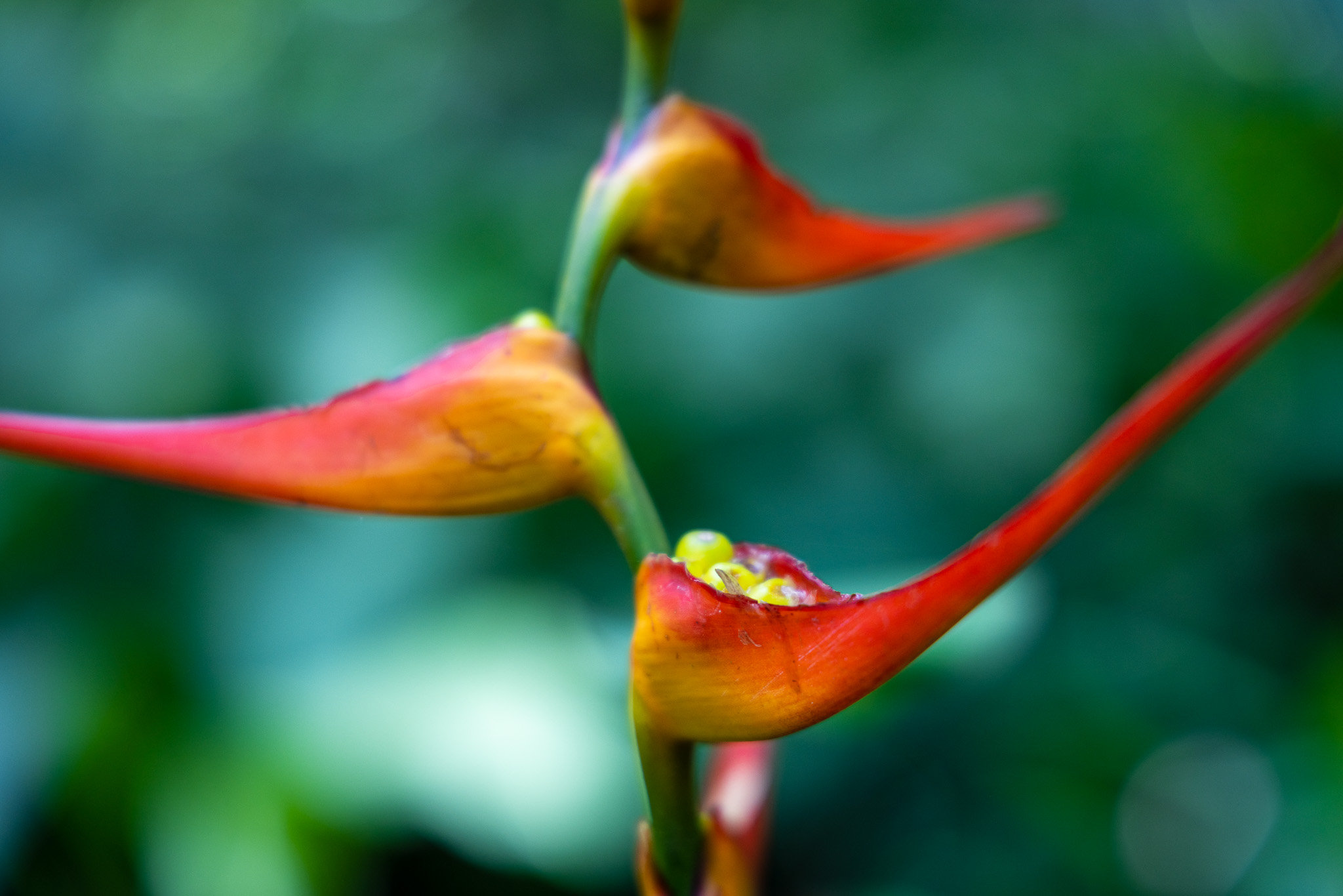Lobster Claw at Flower Forest Tropical Botanical Garden in Barbados - photo by Heather Physioc