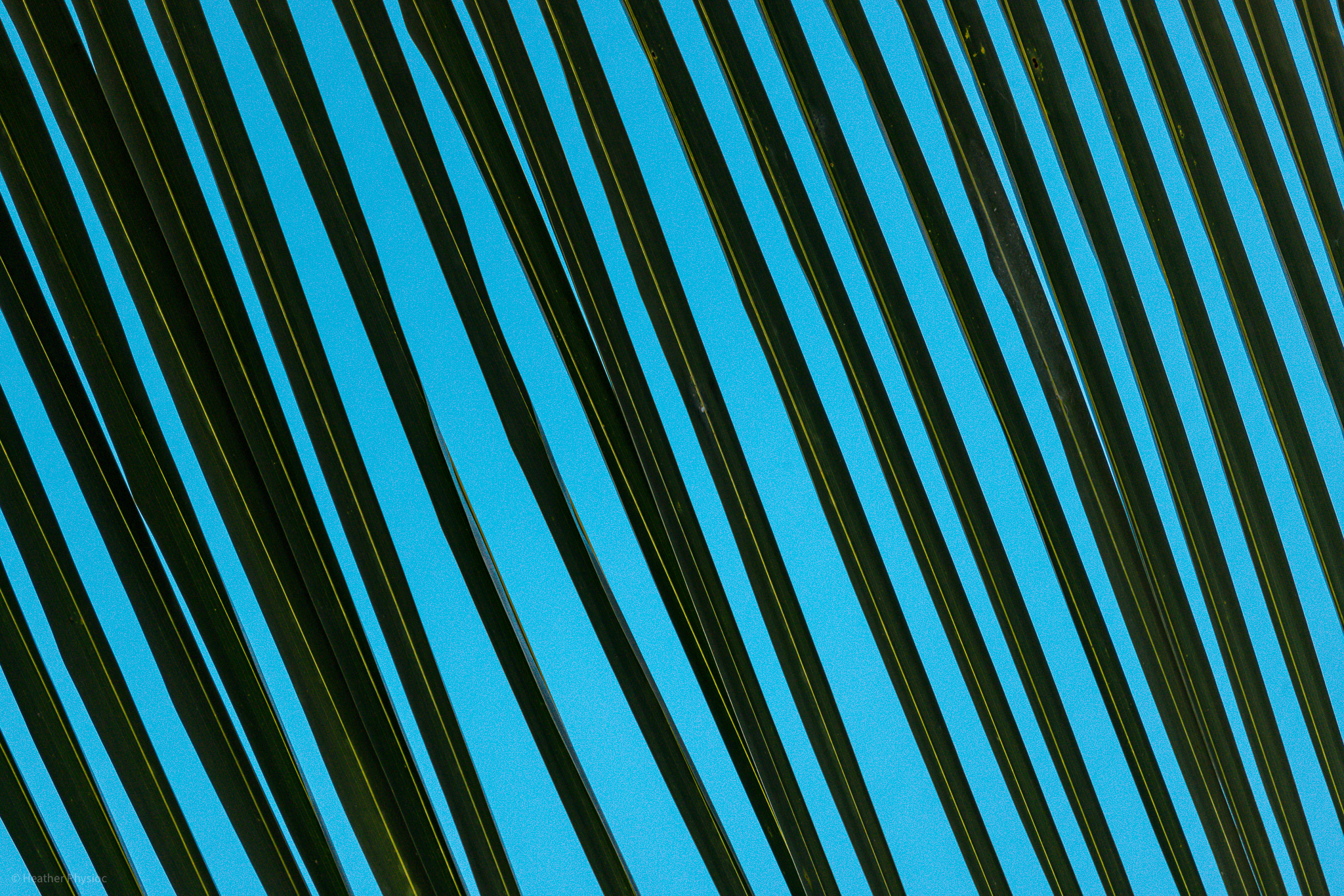 Palm tree leaves in silhouette against a turquoise sky in Barbados - photo by Heather Physioc