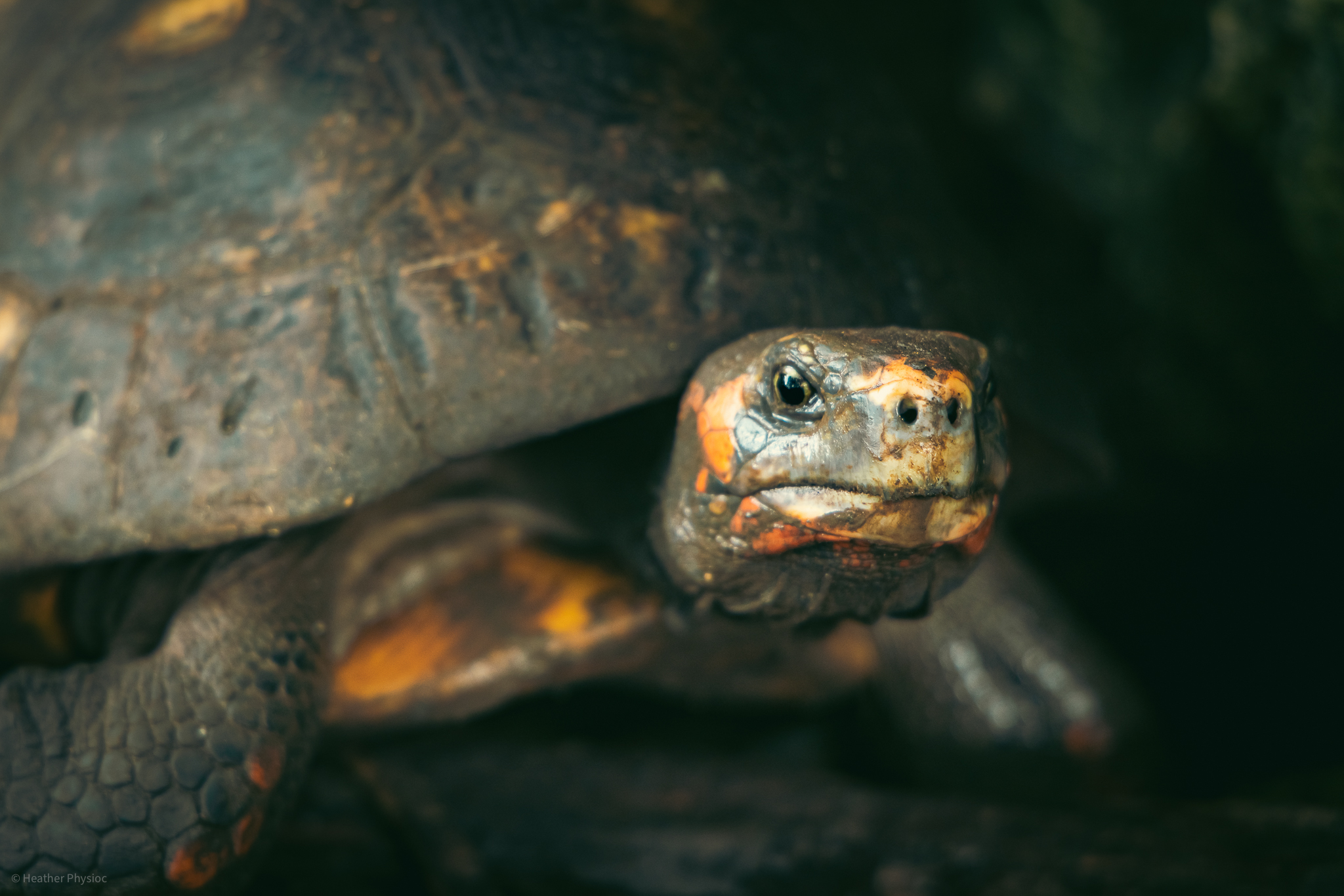 Red-footed tortoise at Barbados Wildlife Reserve - photo by Heather Physioc