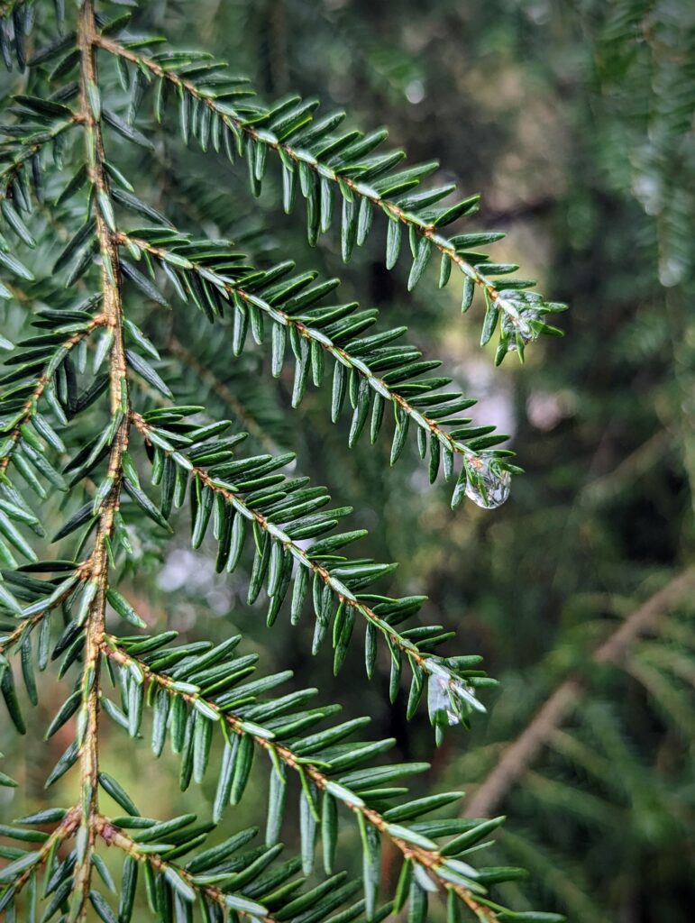 Raindrops on pine needles in the Veluwe
