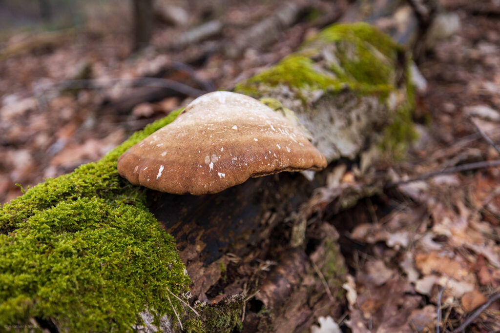 Birch polypore mushroom on a mossy nurse log in Otterlo near the Veluwe in Netherlands