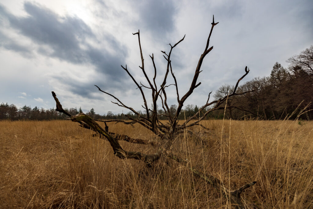 Windswept branches of a toppled tree at Veluwezoom National Park