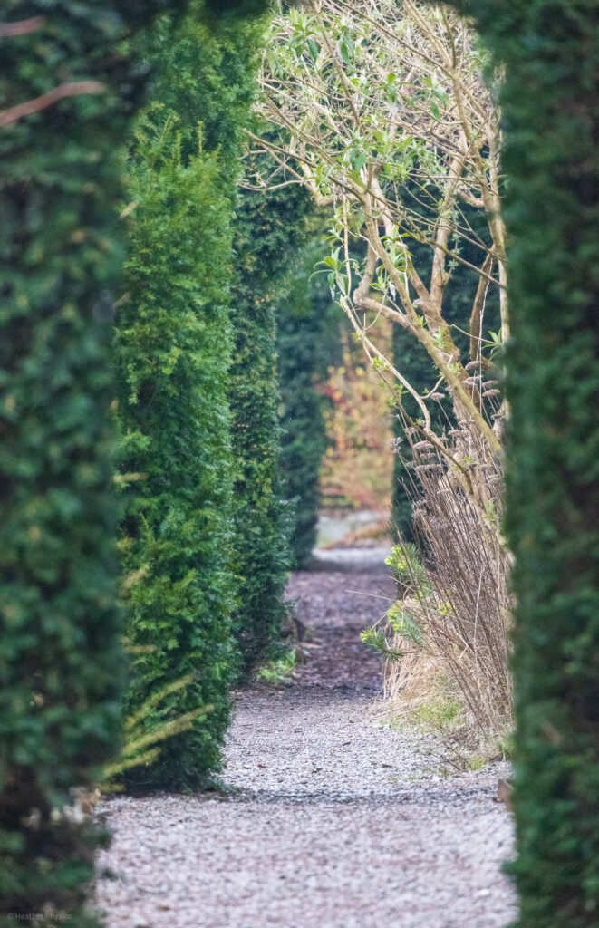 A pathway through arched hedges in the rain in Pildammsparken, Malmö, Skåne, Sweden