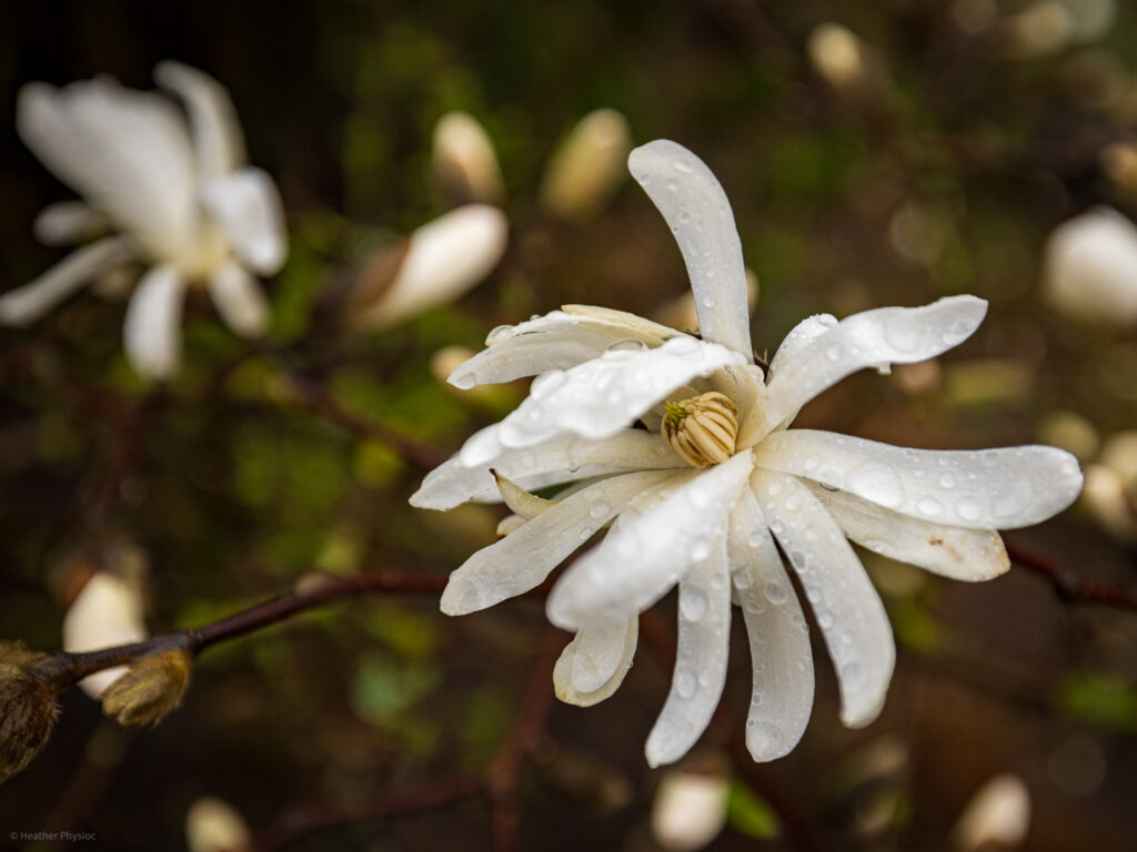 Raindrops on white star Dutch magnolia blossoms in Otterlo near the Veluwe in Netherlands