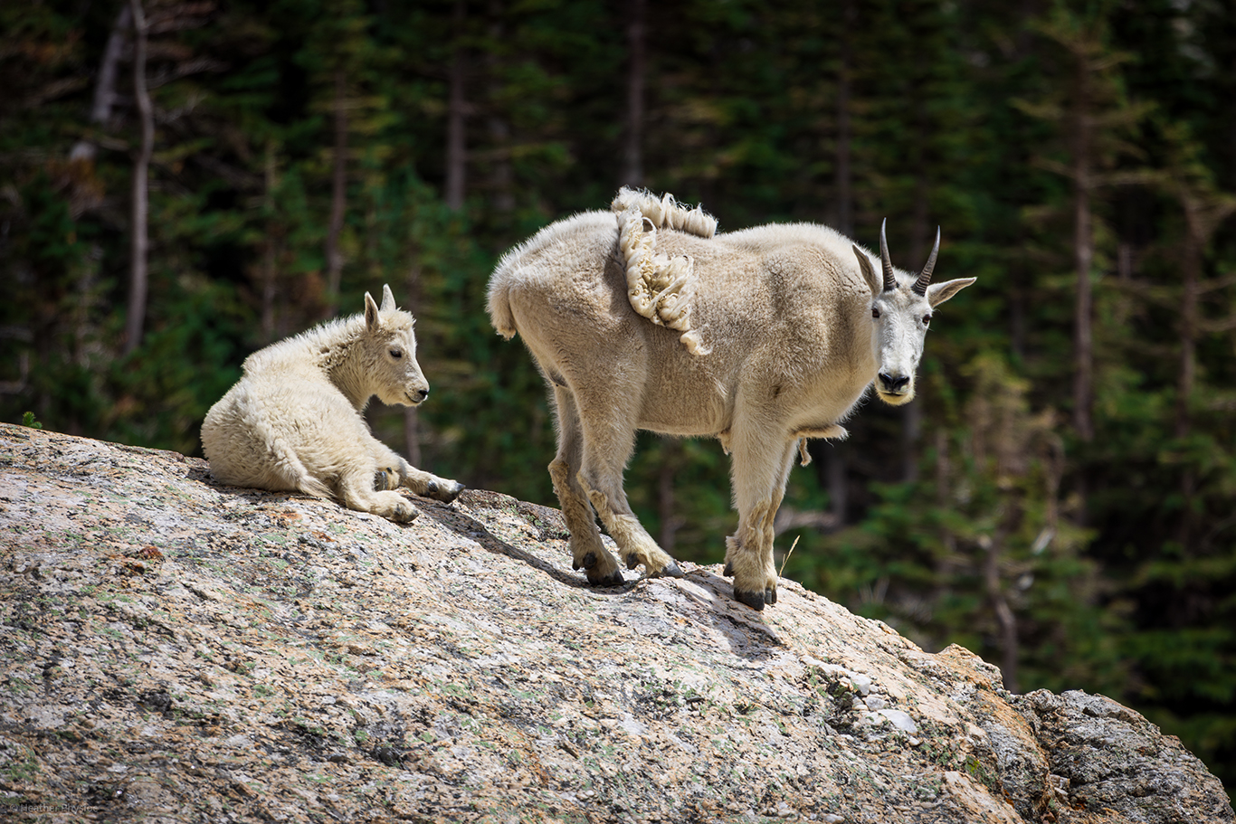 Mountain goat nanny and kid on a ridge on the McCullough Gulch Trail near Breckenridge, Colorado