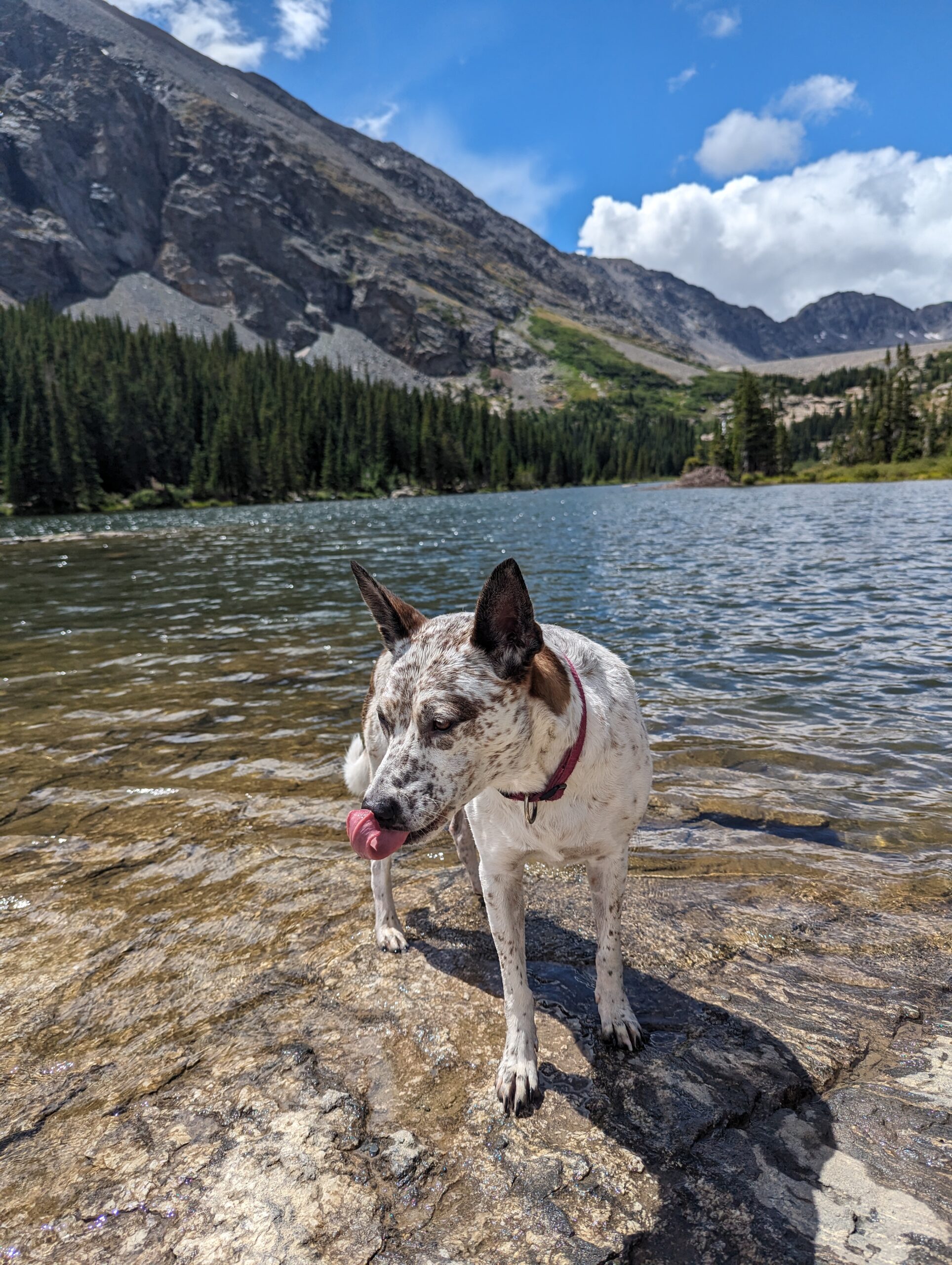 Australian Cattle Dog Pitbull Mix Poppy Phiz in the Upper Blue Reservoir at McCullough Gulch Trail