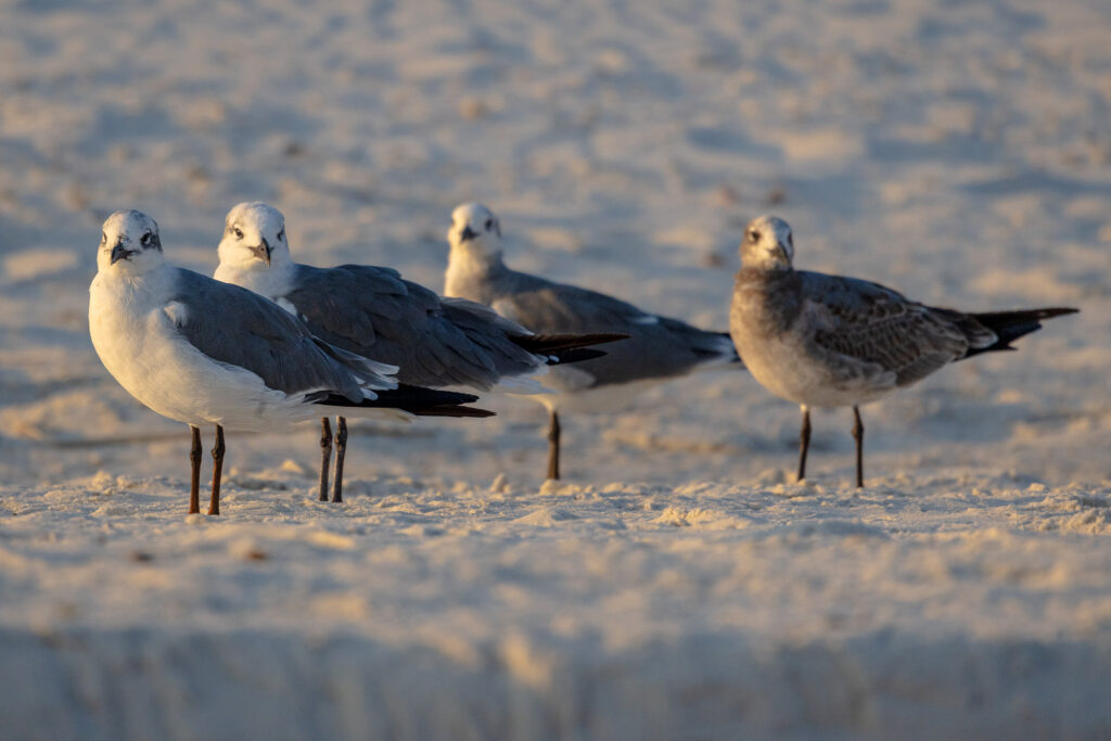 Four seagulls stand at alert, preparing to take flight, in Gulf Shores, Alabama
