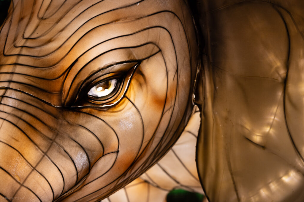 Elephant illuminated silk and steel lantern sculpture at 2023 GloWild event at the Kansas City Zoo & Aquarium