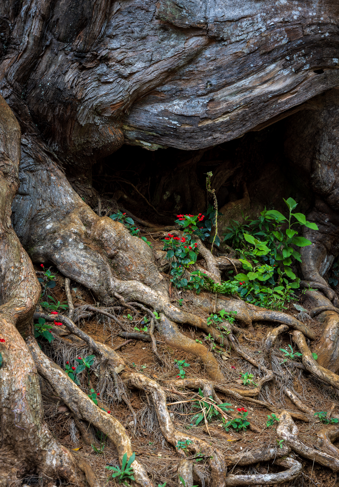 Red flowers blooming in a root cave on the Kuli'ou'ou Ridge Trail Hike on O'ahu, Hawaii