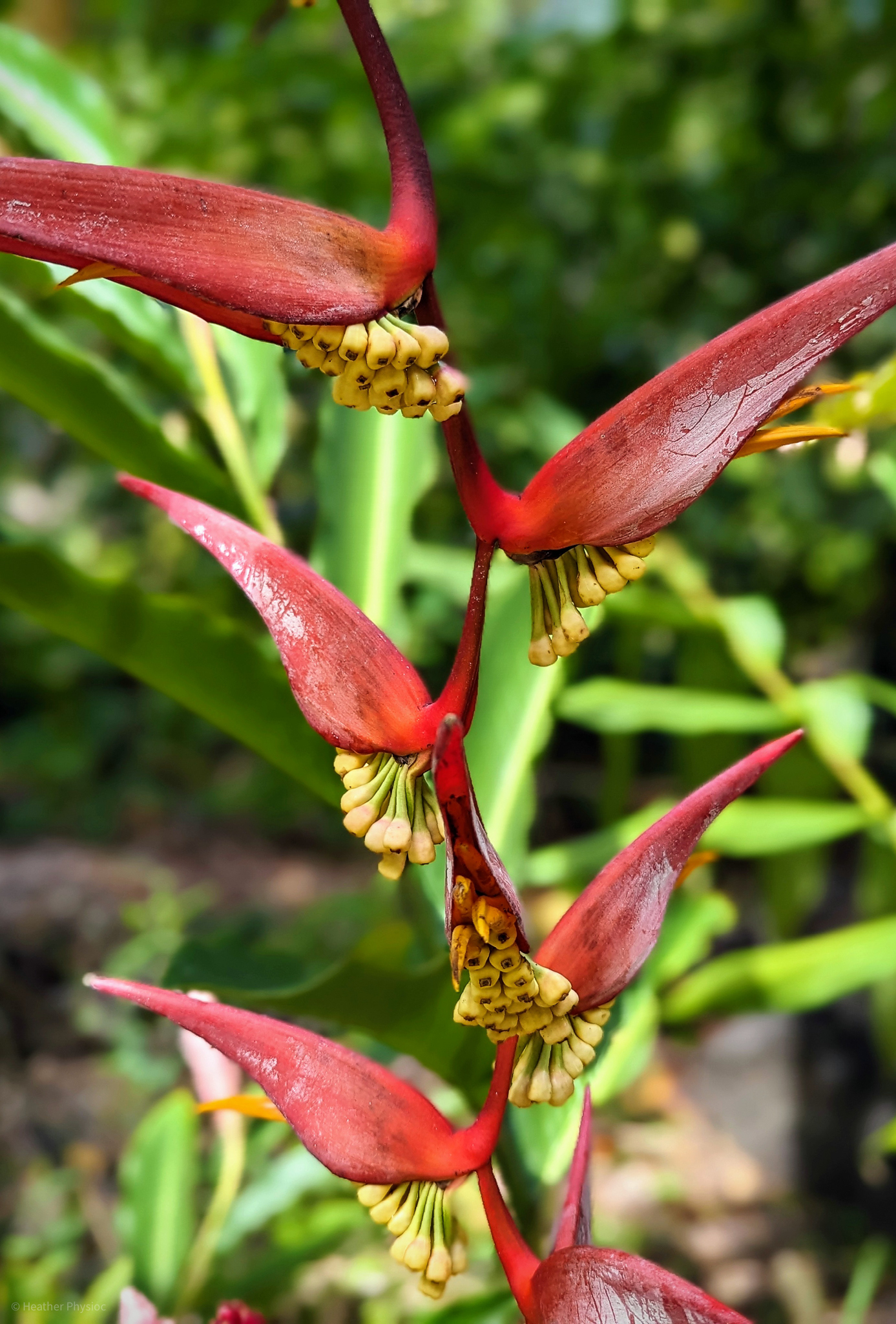 Red heliconias flower at Waimea Falls botanical garden on Oahu, Hawaii