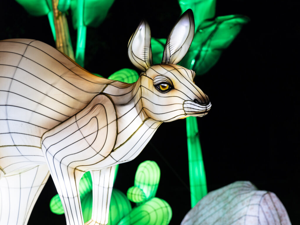 Kangaroo illuminated silk and steel lantern sculpture at 2023 GloWild event at the Kansas City Zoo & Aquarium