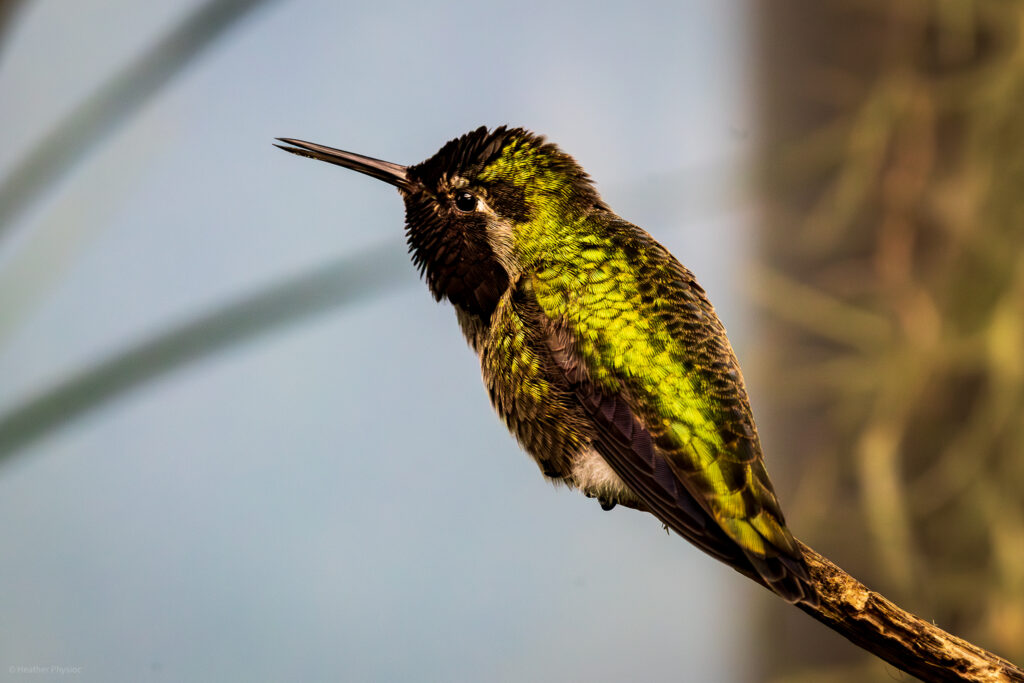 Anna's Hummingbird with bright green shiny feathers perched on a branch in the San Diego Zoo aviary