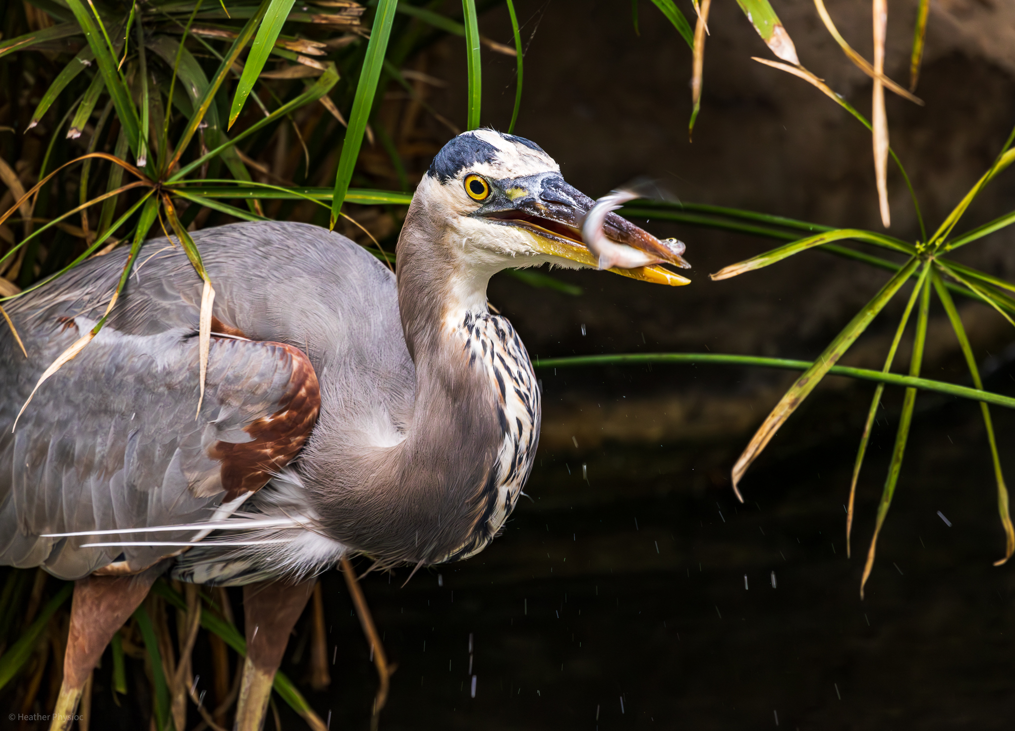 Blue heron catches minnow in the alligator and terpin exhbit at the San Diego Zoo