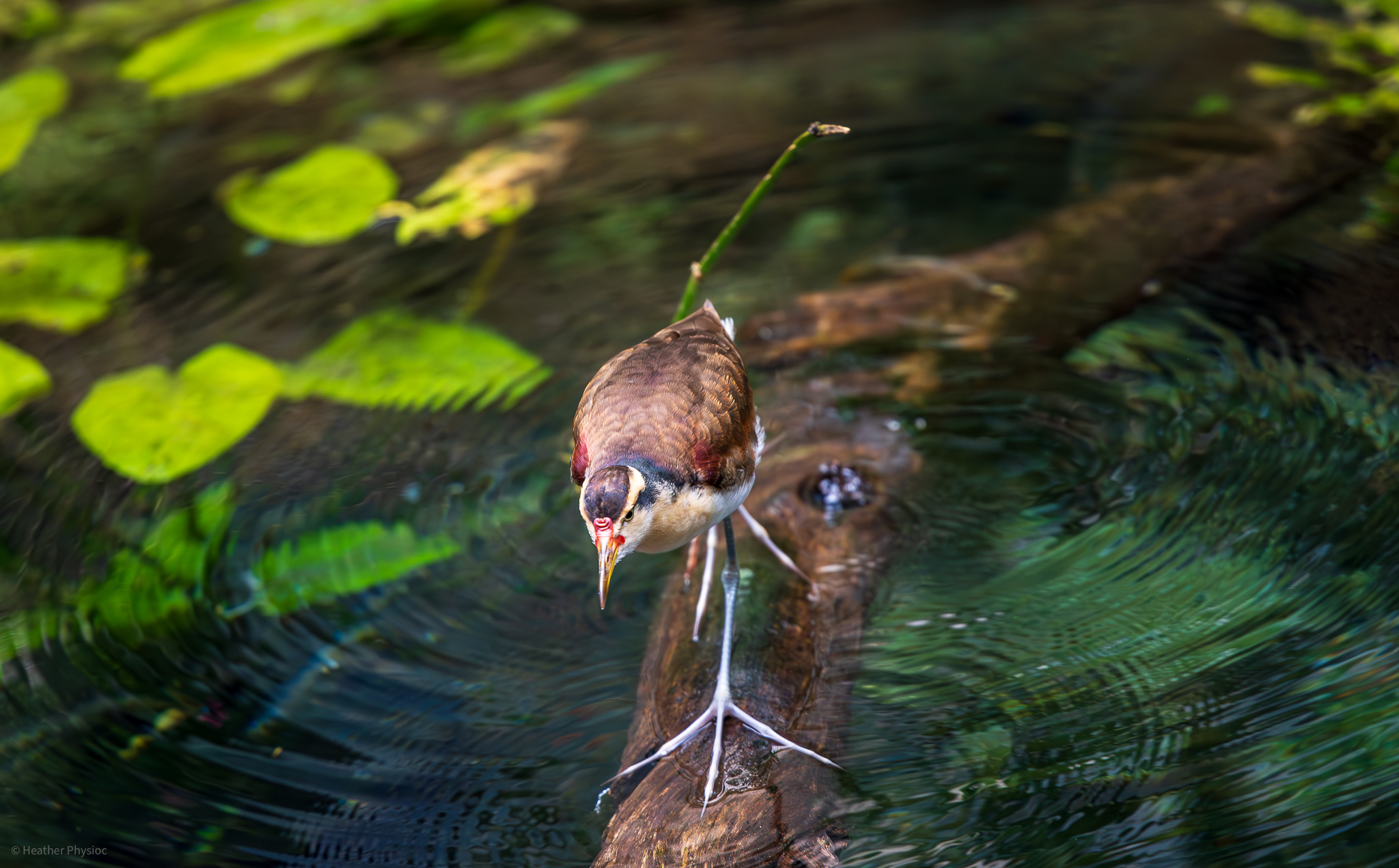 Wattled jacana bird makes ripples crossing a branch in the aviary at the San Diego Zoo
