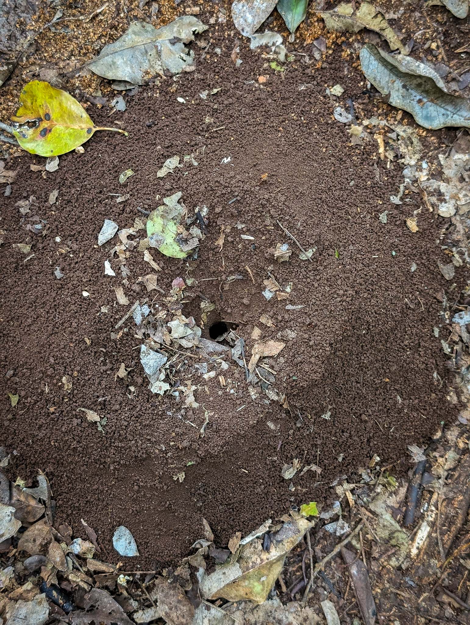 Leafcutter anthill at Punta Laguna in Yucatan Mexico