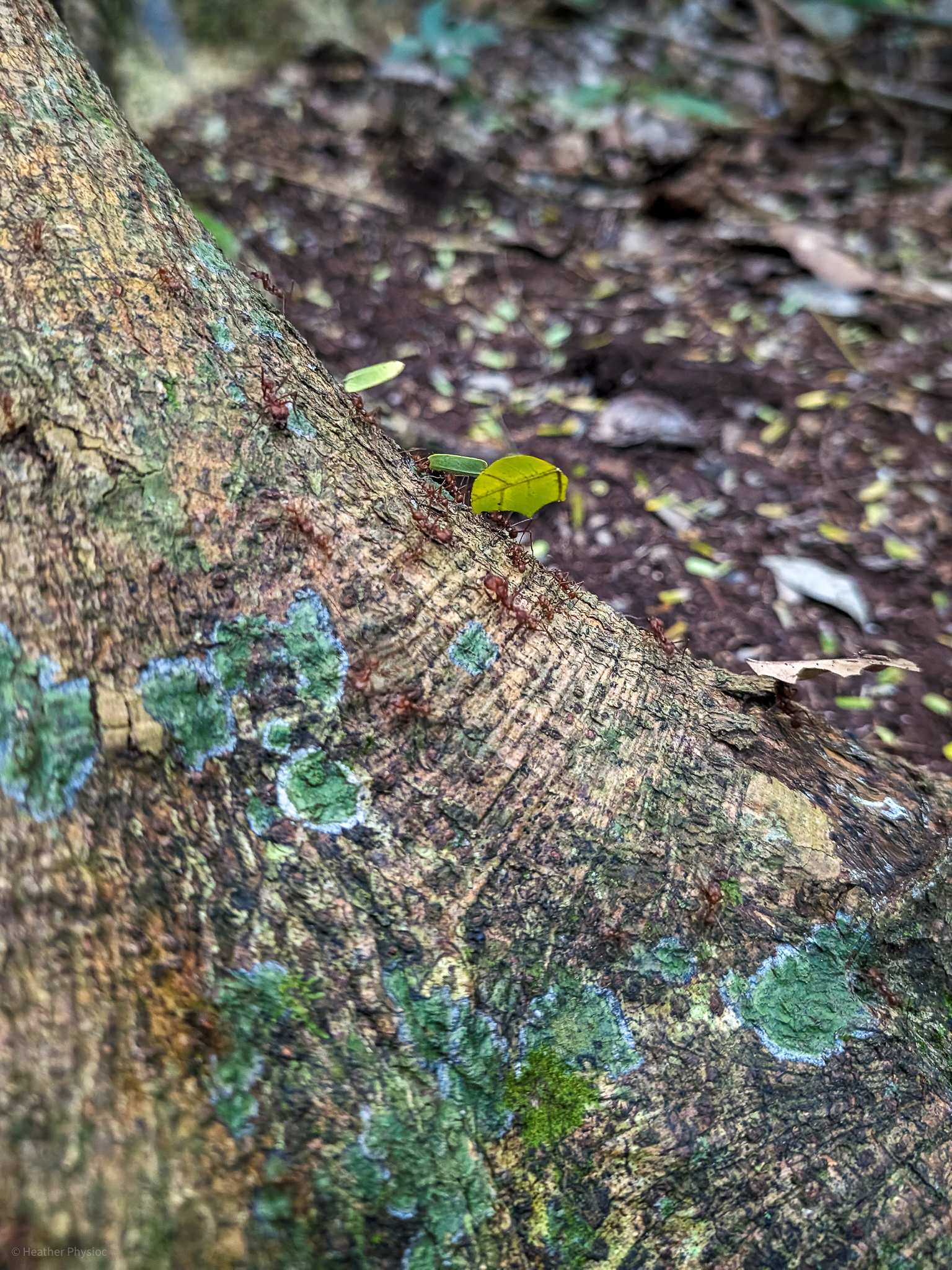 Army of leafcutter ants carrying trimmings up tree roots at Punta Laguna in Yucatan, Mexico