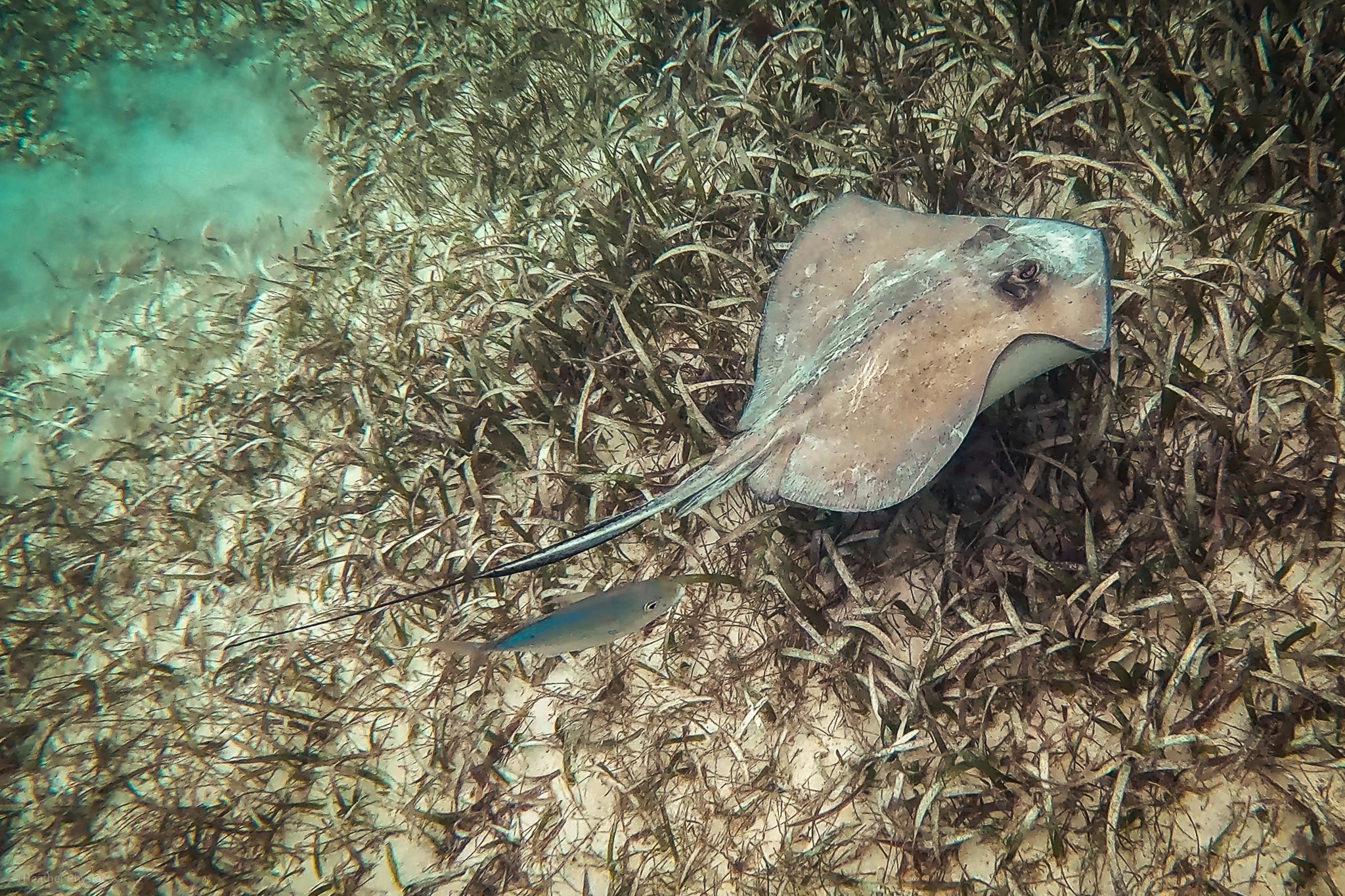 A stingray accompanied by a small fish swimming above the seagrass-covered ocean floor in Akumal Bay, showcasing the diverse underwater ecosystem.