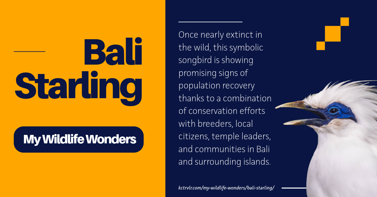 Preview image of Bali Starling My Wildlife Wonders post.