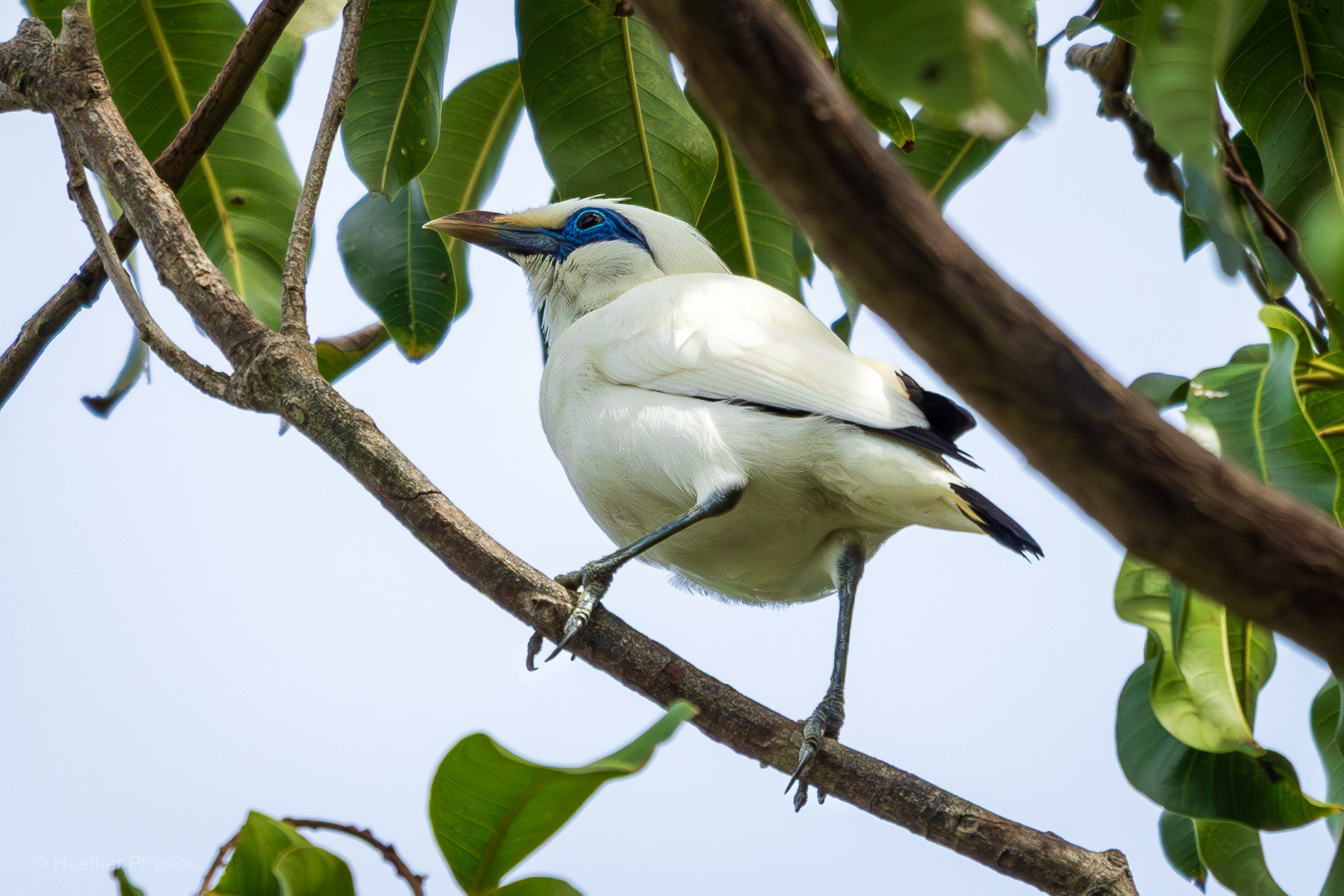 Wild Bali starling perched in a tree branch on Nusa Penida Island near Bali, Indonesia