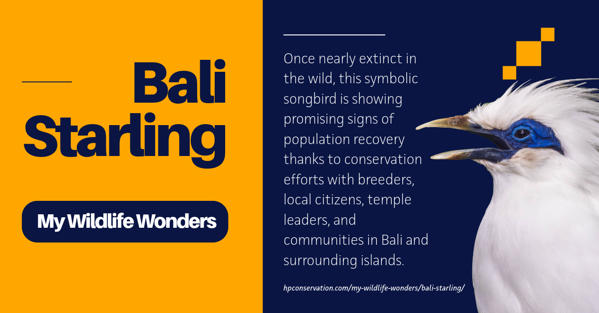 Graphic introduction to the Bali starling, with bold yellow title text on a blue-and-gold background and a close-up photograph of the bird’s white plumage, blue facial skin, and crest, accompanied by text highlighting its recovery through conservation efforts.